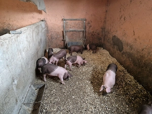 Spre vînzare purcei 7 săptămîni