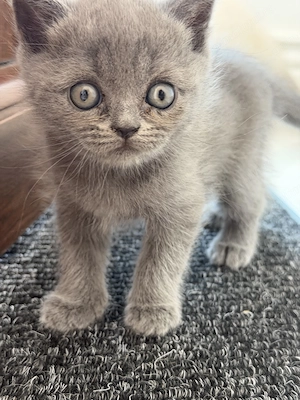 Pisici british shorthair blue