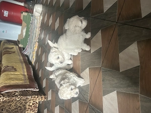 Vând pui bichon - imagine 5