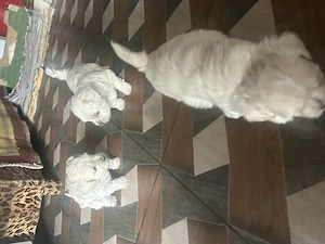 Vând pui bichon - imagine 2