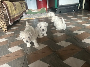 Vând pui bichon - imagine 4