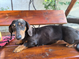 catelusa teckel