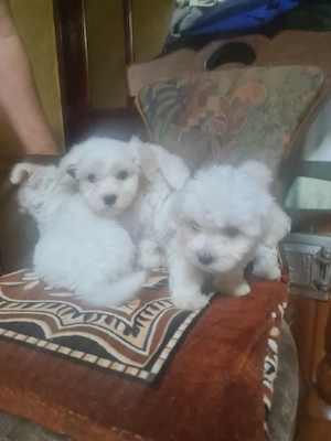 catei bichon maltez  - imagine 5