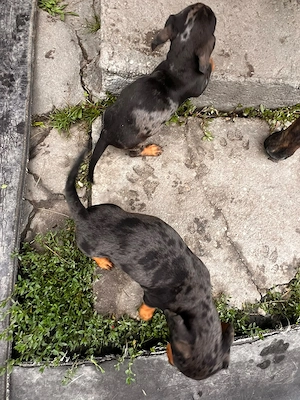 Femela si mascul 7 saptamani 