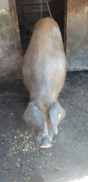    porc de vanzare