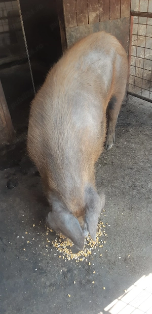    porc de vanzare - imagine 2