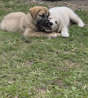 DONAȚIE Două cățele (2 luni) Golden Retriever x Ciobănesc Caucazian metis - imagine 3