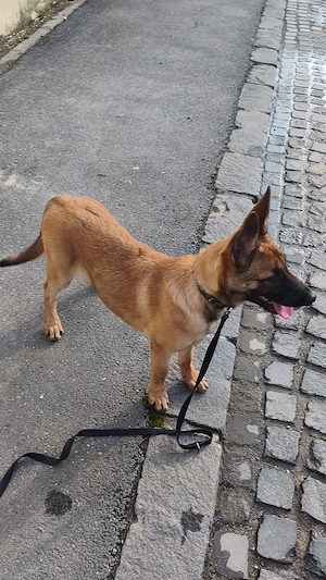 Căței de ciobănesc belgian de malinois  - imagine 3