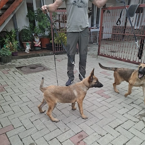 Căței de ciobănesc belgian de malinois  - imagine 5
