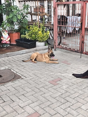 Căței de ciobănesc belgian de malinois  - imagine 4