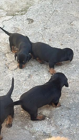Catei Teckel cu pete de foc,in vârstă de 4 saptamani - imagine 2