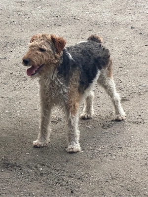 vand catei fox terrier  - imagine 5
