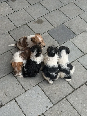vand catei fox terrier  - imagine 2