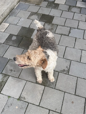 vand catei fox terrier  - imagine 4