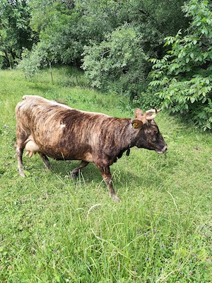 Vând Vacă de rasă!