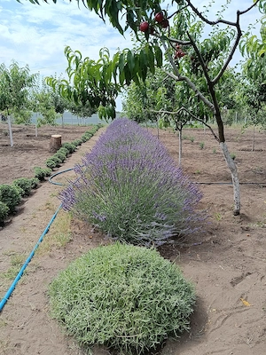 Vând buchet de lavandă Liești (Galați)