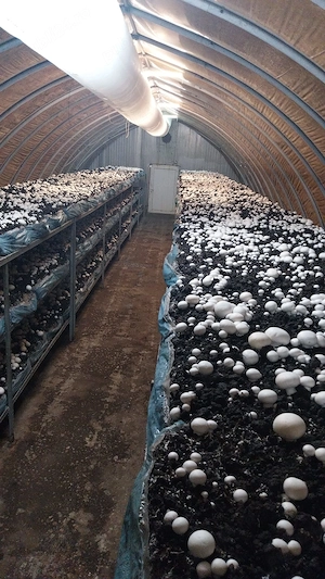 Afacere la cheie - Ciupercarie Champignon 8000m2 + livada  - imagine 3