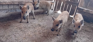 purcei de 7 saptamani
