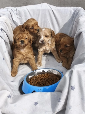 puiuți maltipoo de excepție cauta familii responsabile - imagine 2