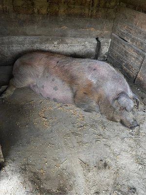 Vând porc Duroc 