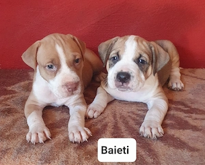 pui deosebiti rasa pura Amstaff - imagine 2