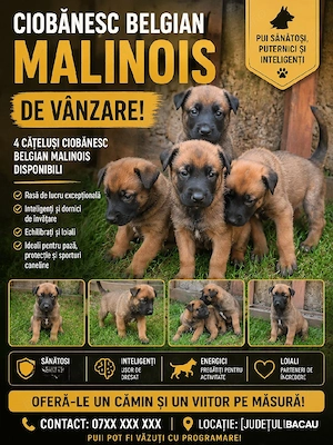 Ciobanesc belgian melinois