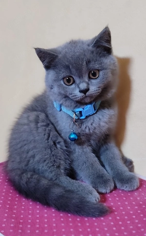 Pui British Shorthair - imagine 2