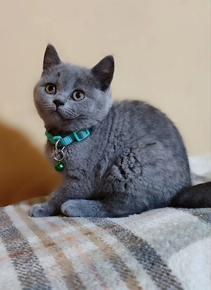 Pui British Shorthair - imagine 3