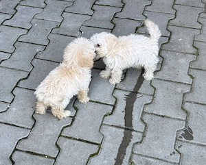 Bichon Maltez Mini Toy vaccinat și deparazitat! - imagine 5