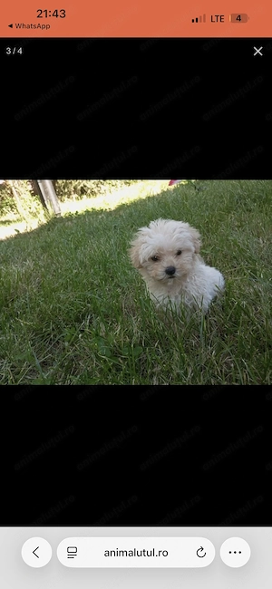 Bichon Maltez Mini Toy vaccinat și deparazitat! - imagine 2