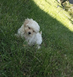 Bichon Maltez Mini Toy vaccinat și deparazitat! - imagine 4