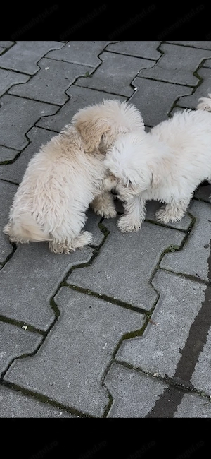 Bichon Maltez Mini Toy vaccinat și deparazitat! - imagine 3