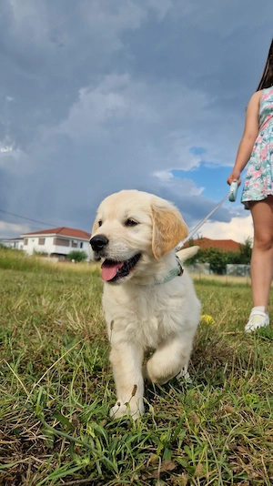 Vând golden retriver - imagine 2