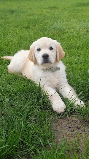 Vând golden retriver