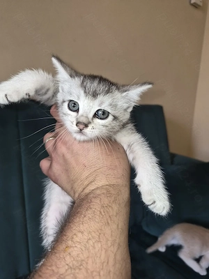 British shorthair silver  - imagine 5