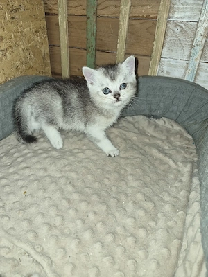 British shorthair silver  - imagine 4