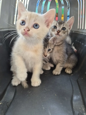 British shorthair silver  - imagine 3