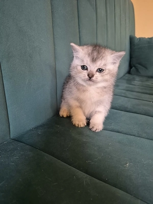 British shorthair silver  - imagine 2