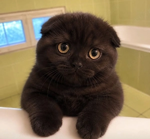 puiut superb scottish fold