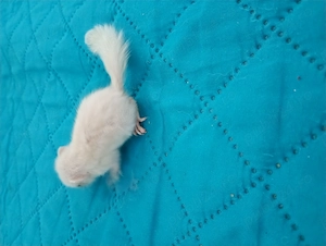 Veverite siberiene. .