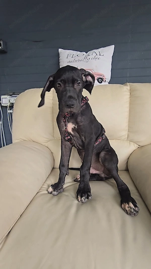  Great Dane cu microcip si vaccinuri complete