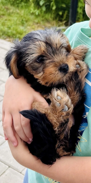 Yorkshire terrier băiețel - imagine 2