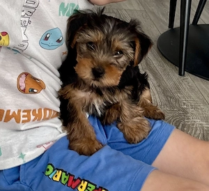 Yorkshire terrier băiețel - imagine 3