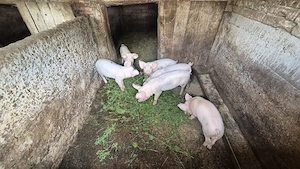 Vând 6 purcei șoldani rasa marele alb