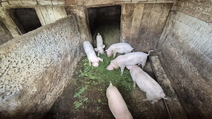 Vând 6 purcei șoldani rasa marele alb - imagine 3