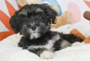Bichon havanez 500 lei - imagine 4
