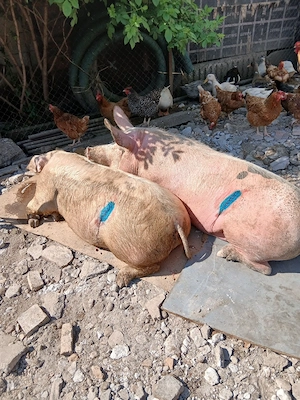 Două purcele castrate  - imagine 2