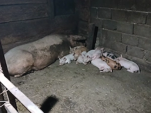 De vanzare scroafa cu 10 purcei