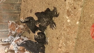 5 pui brahma negru bobat - imagine 5