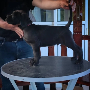 cane corso 
